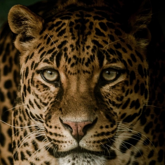 V Neck Cheetah Sweater Knit Puff Sleeve Top 🎉 HOST PICK🎉 - Picture 7 of 9